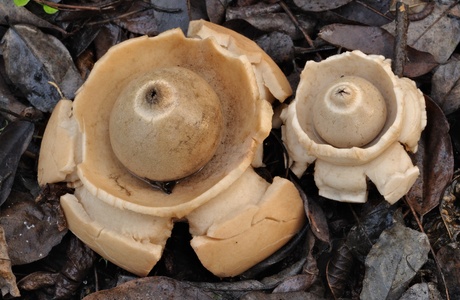 Halskrausen-Erdstern (Geastrum triplex) - © Michaela und Gernot Friebes